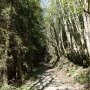 Sous bois