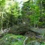Arbre tombé