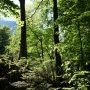 Forêt