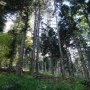 Bois du Four