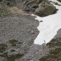 Chamois sur neige