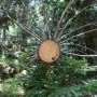 Arbre afro