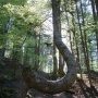 Arbre ¿